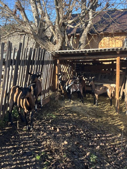 Capre gestante 1-2 ani