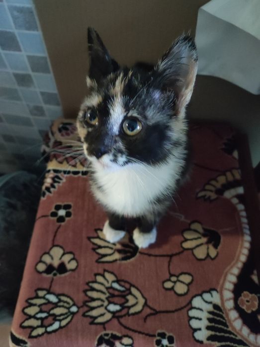 Котенок 3месяца девочка