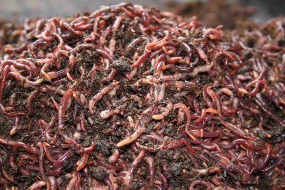 Râme Roșii de California – Pentru Vermicompost/Pescuit
