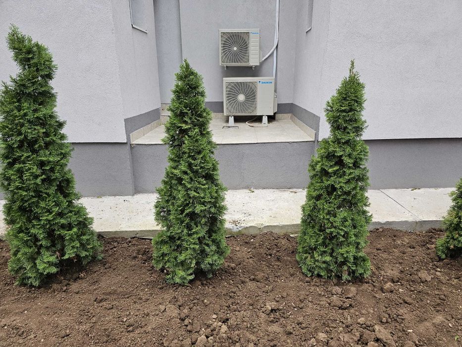 Plante ornamentale pentru grădini – transport și montare inclus