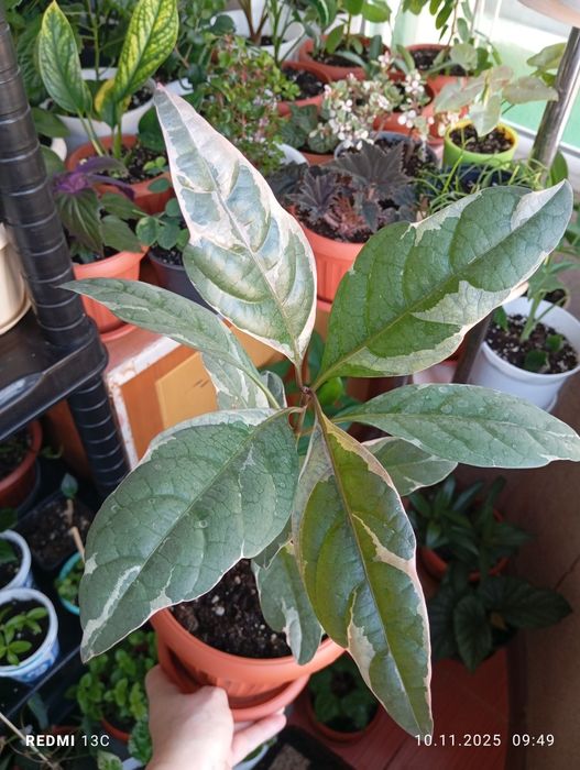 Продам растения для дома