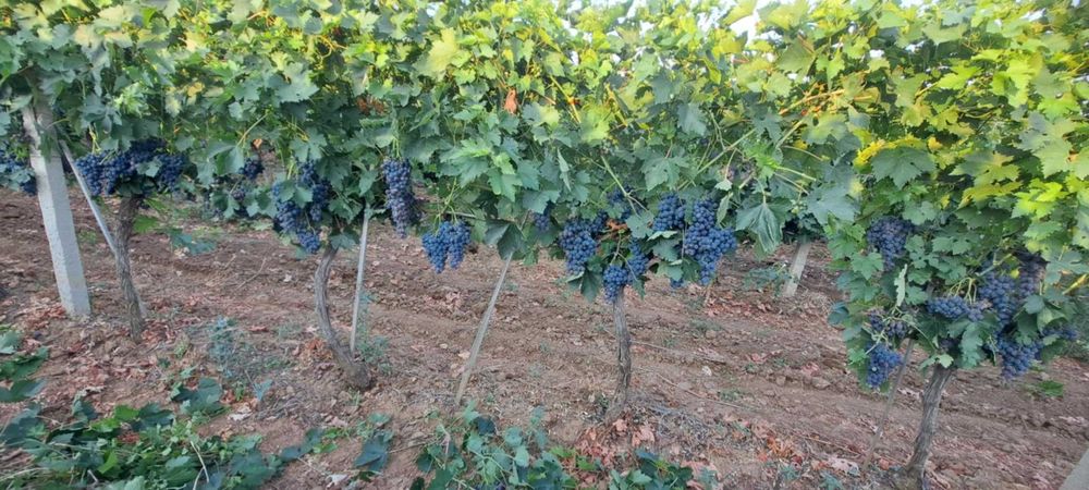 Продавам грозде за ракия и вино