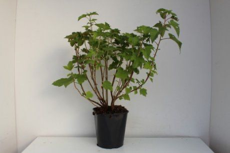 Черная смородина саженцы