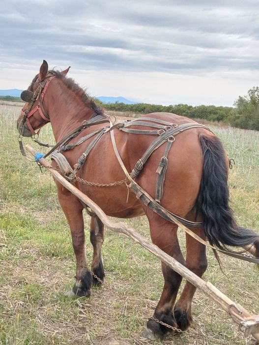 Vînd iapa de 7 ani gestanta de 7 luni