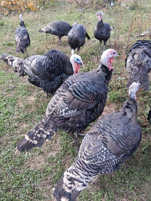 Curci si curcani hibrid bronzat, pret per kg in viu