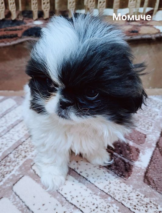 Малки    пекинези