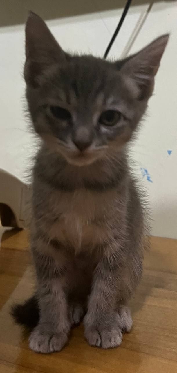 Отдам даром котят
