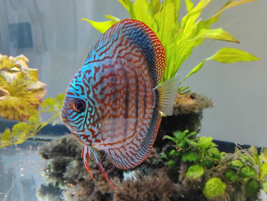Pesti acvariu Discus