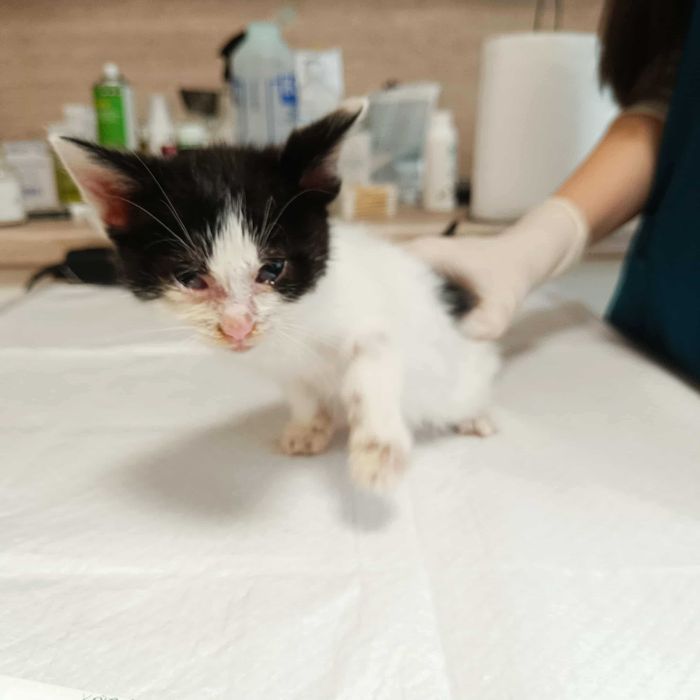 2-месечно момченце търси дом!