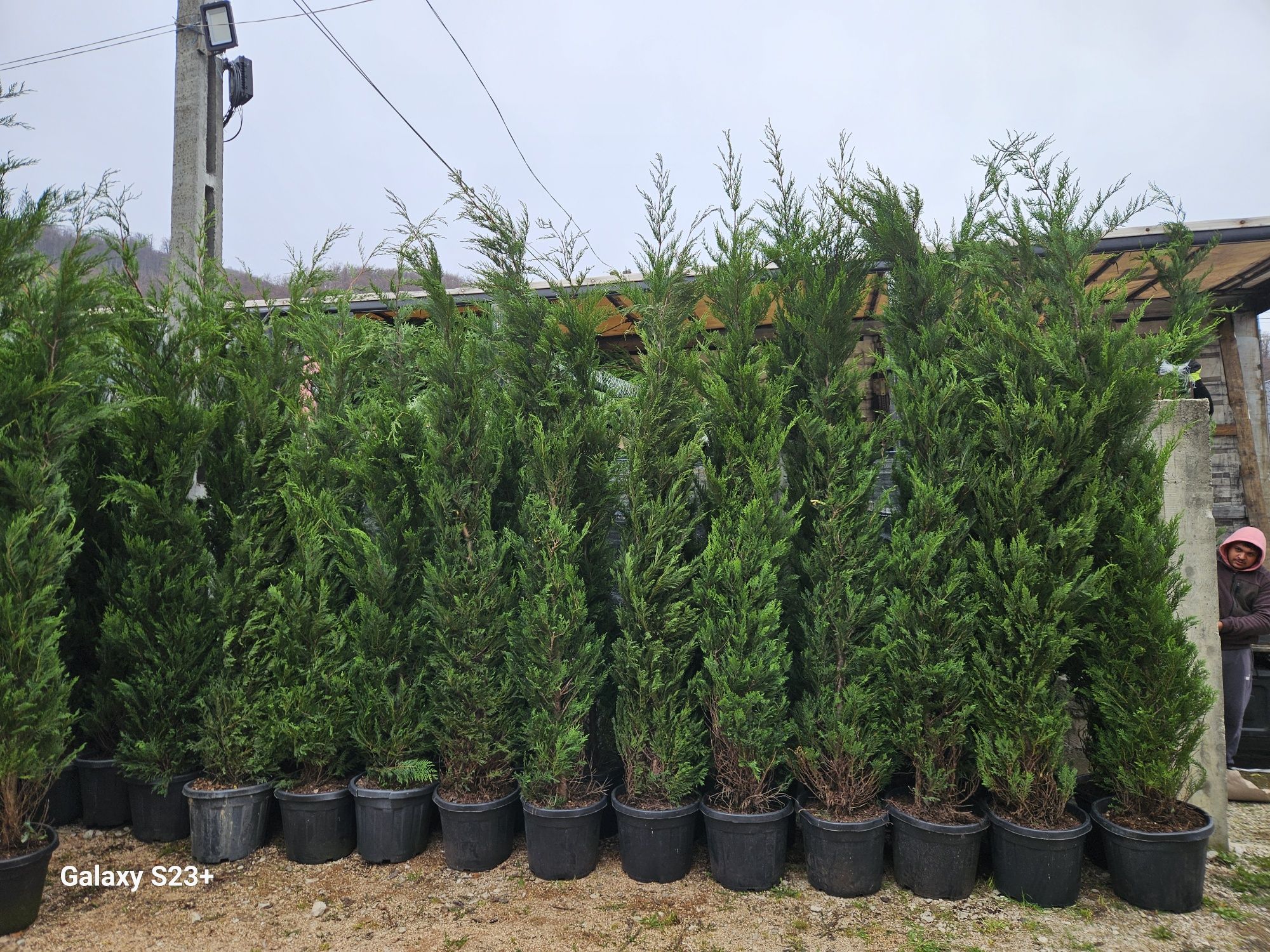 Vând leylandii 3/4m
