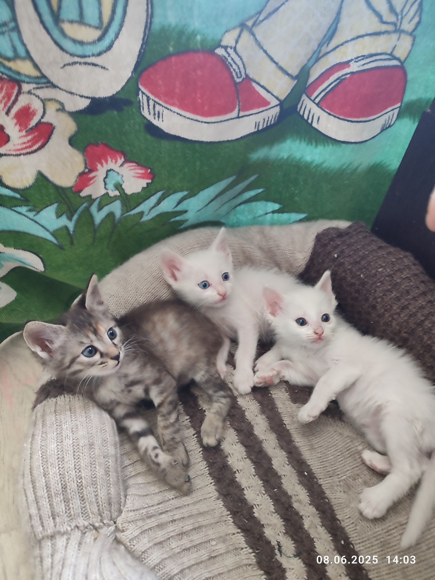 Отдам котят в добрые руки