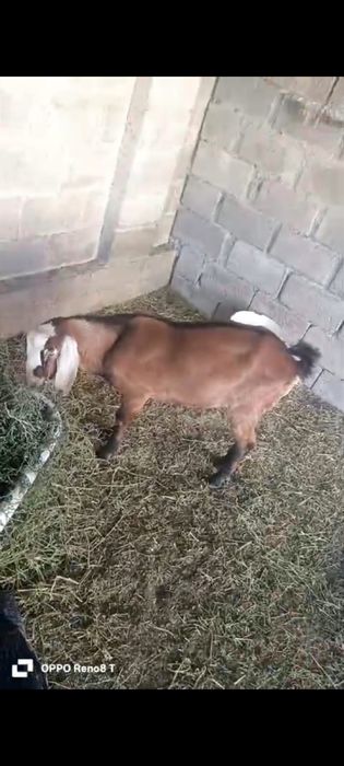 Англо нубиский козёл ( Теке) 100%