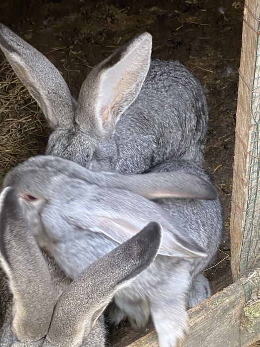 Masculi Urias German