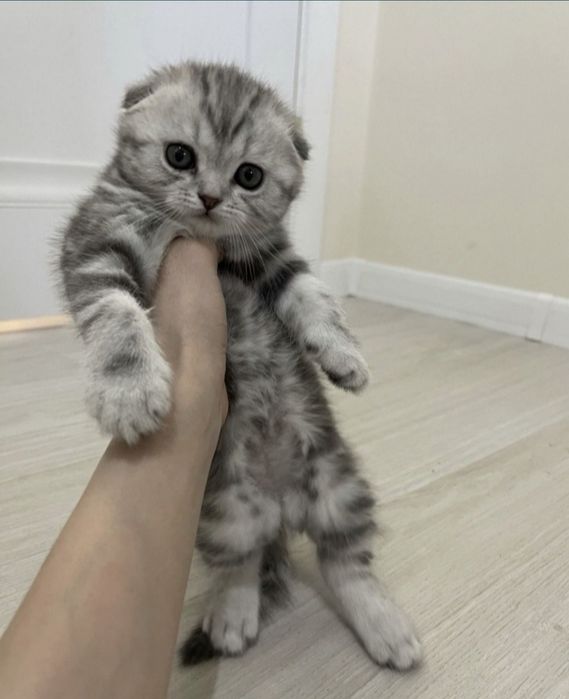 Продам шотландских скотиш фолд
