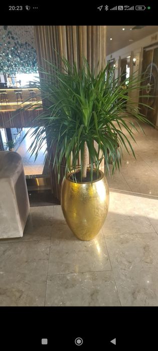 Ofis honadon gularn parvarish hizmat