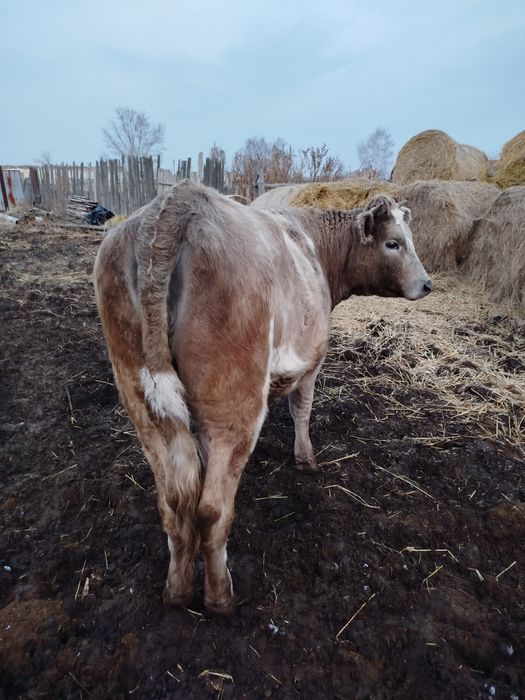 Продам тёлку двух годовалую