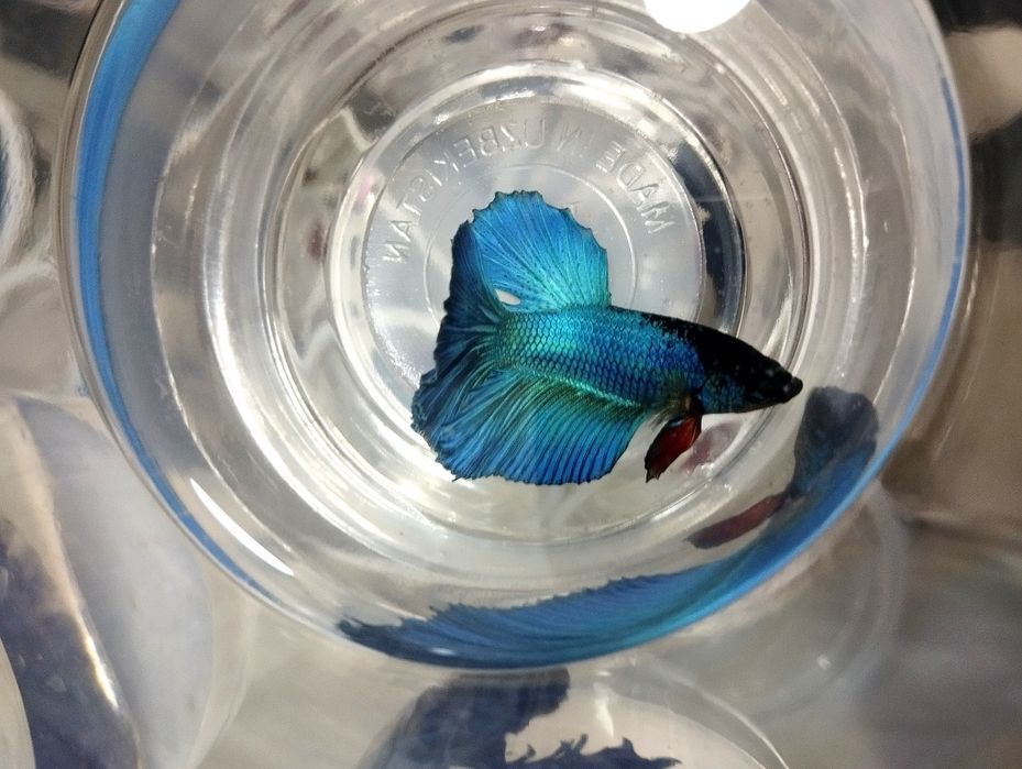 Petushoklar sotiladi