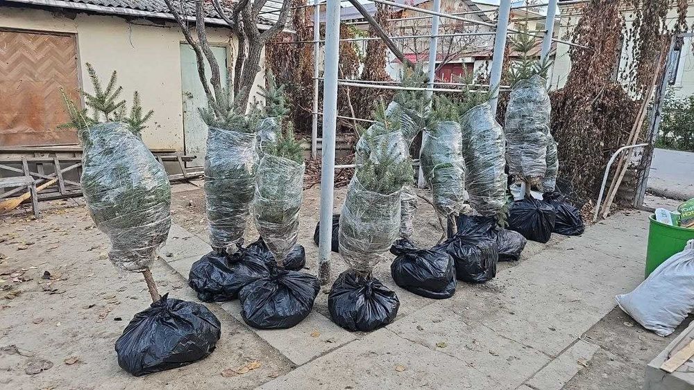 Голубые ели исправят экологию!