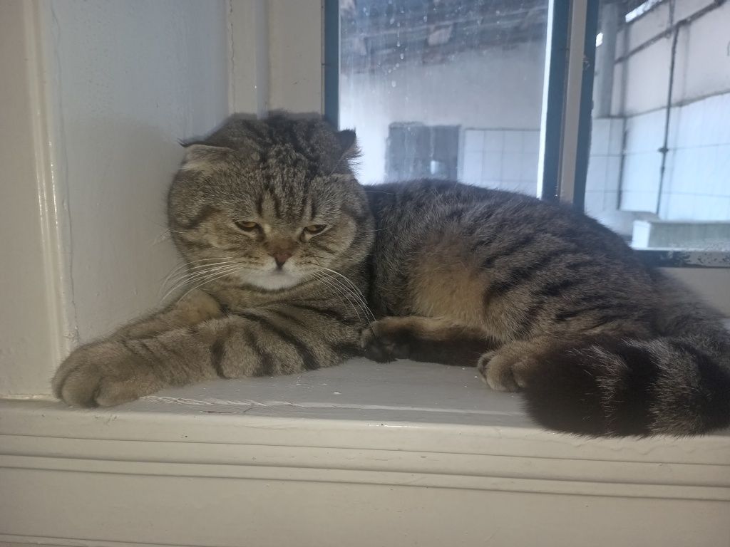 Scottish fold zotor mushuk