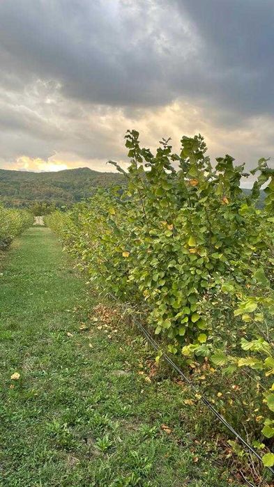 Vând alune de pădure bio din plantație proprie