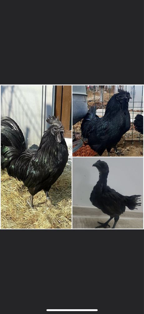 Ayam Cemani Gaini negre, oua penu incubat , rada pura