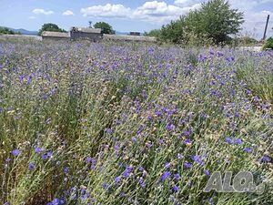 Синчец, корен валериана, стрък вратига,синя метличина,лавандулов цвят