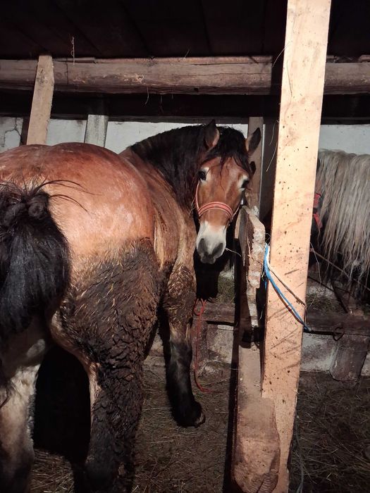 De vanzare cal 5 ani