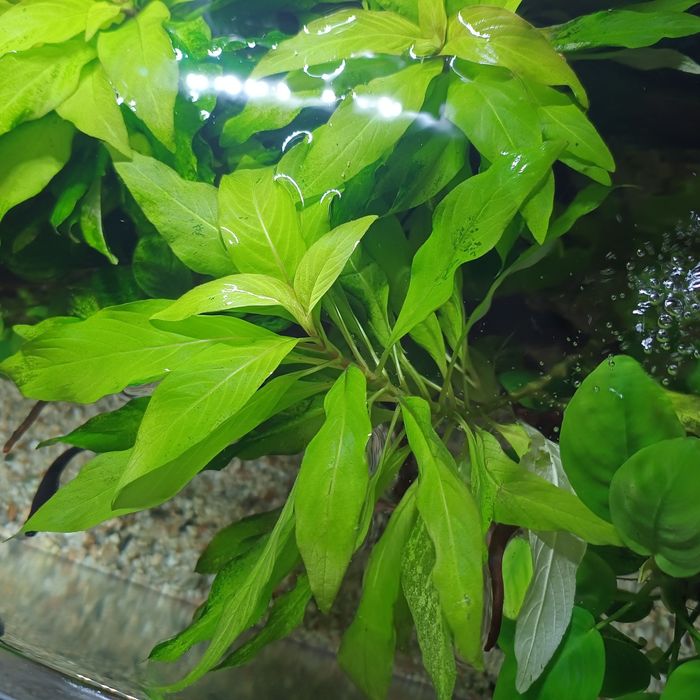 Plante acvariu mari