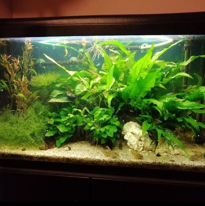 Vând acvariu Juwel de 120 L