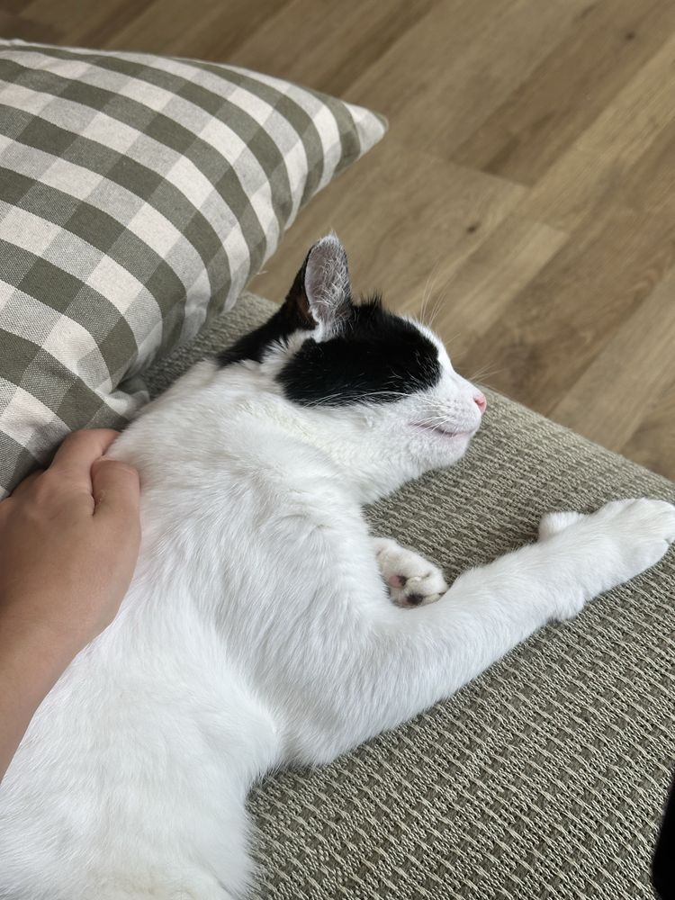 Коте 5г търси дом