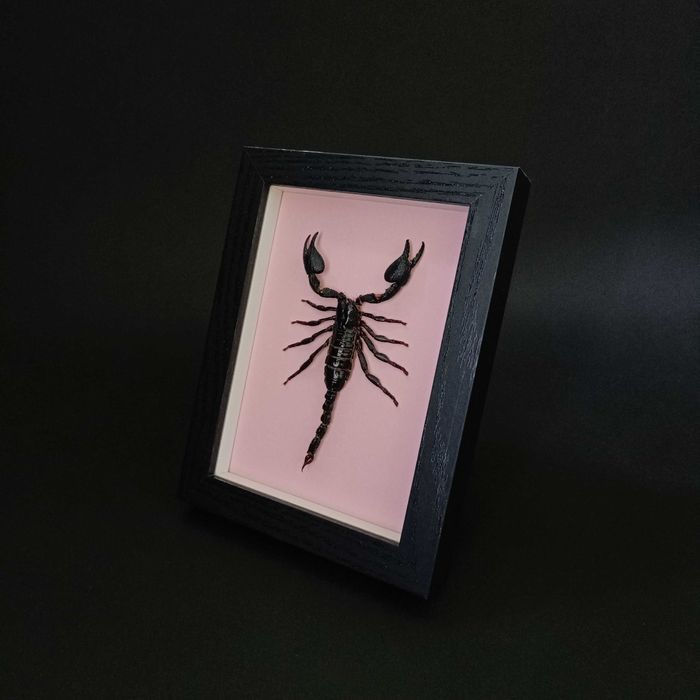 Подарък за зодия Скорпион, Препариран истински скорпион в рамка