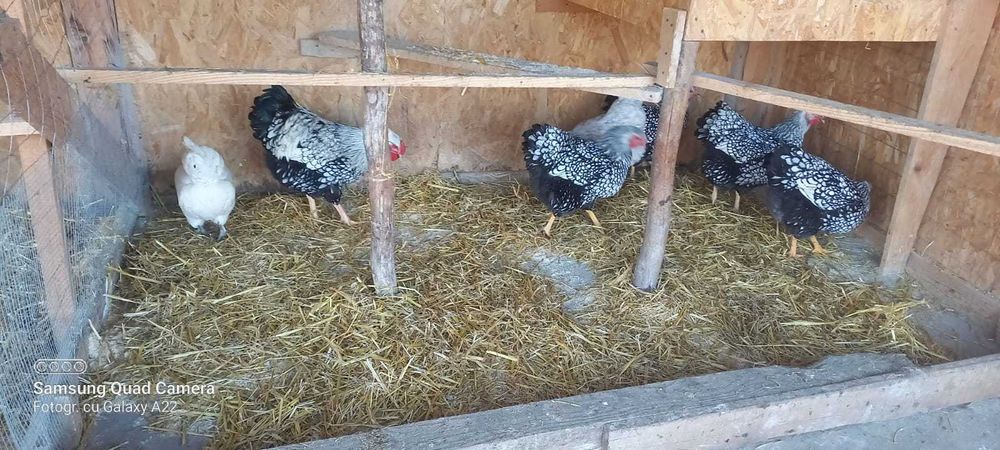 Oua de incubat găini de rasă