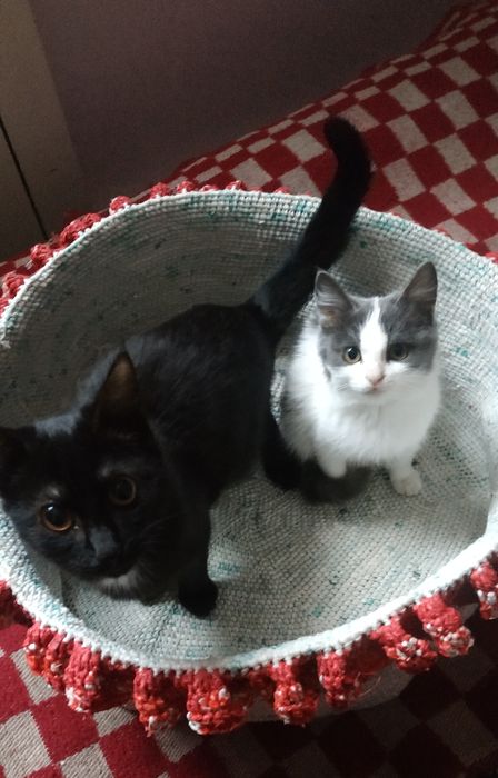 Мысык баласын тегин беремин. Шиели ауданы