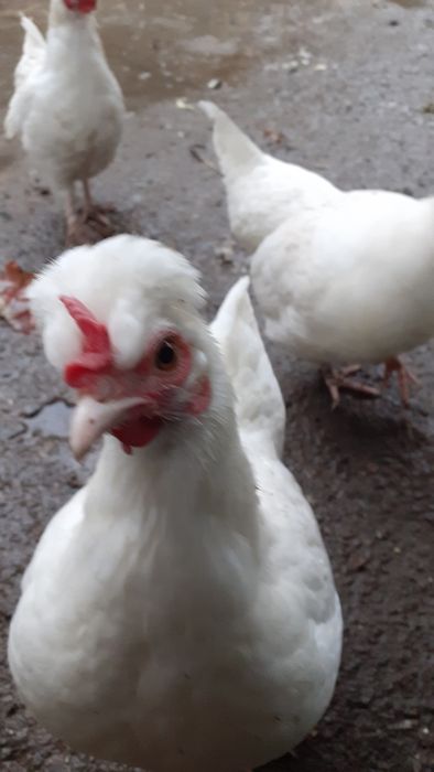 Gaini si cocosi americani