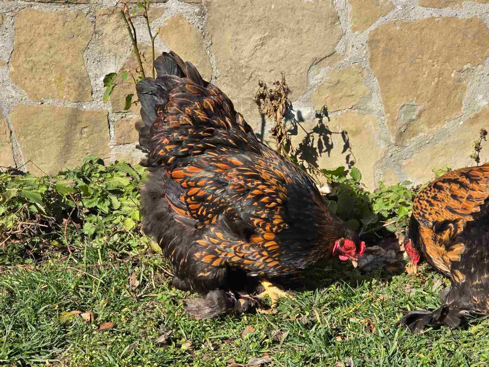 Продавам разплодни яйца от Златно кантирана Брама/Gold Laced Brahma