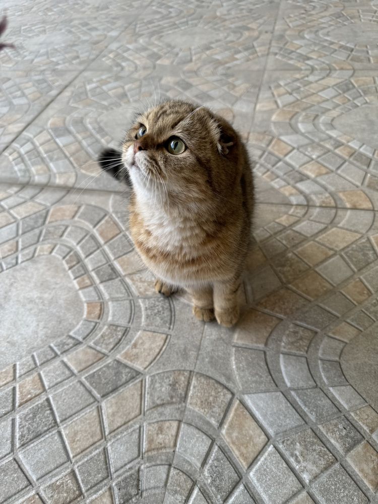 Скоттиш фолд золотая шиншилла девочка