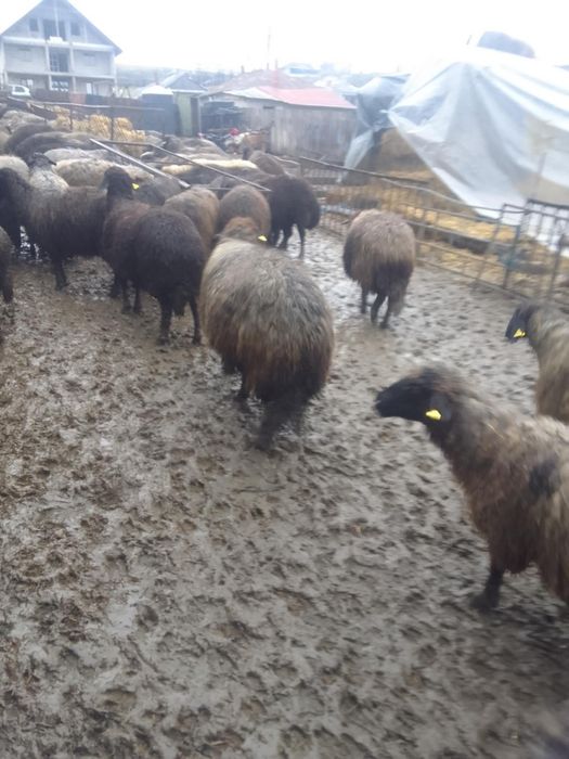 Vând Oi caracul 100 buc  gestante.