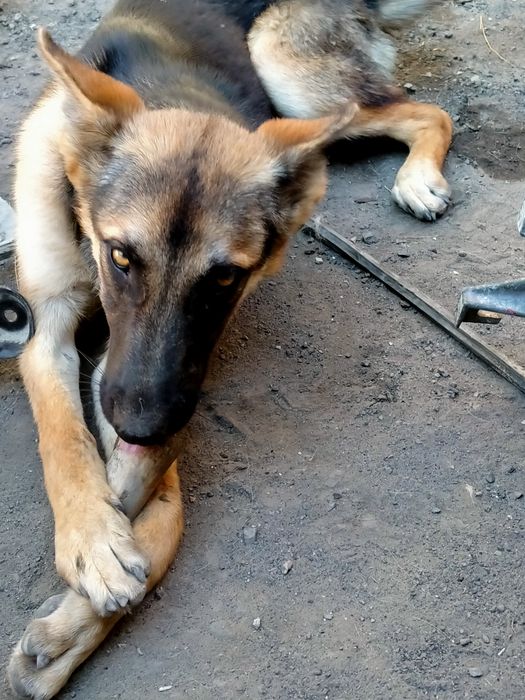 Продам собака немецкая девочка 7 месяцев