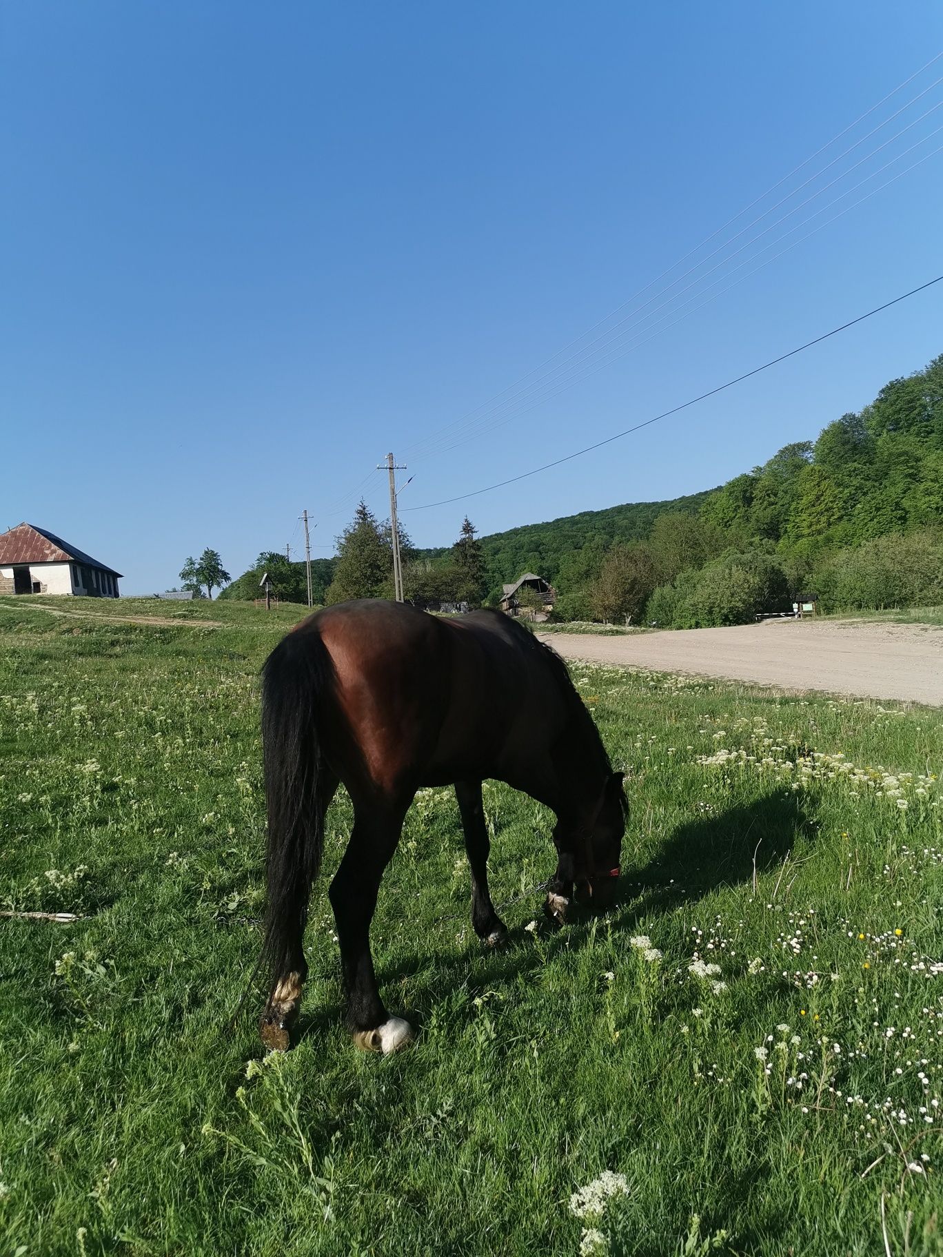 Mânz in vârstă de 3 ani