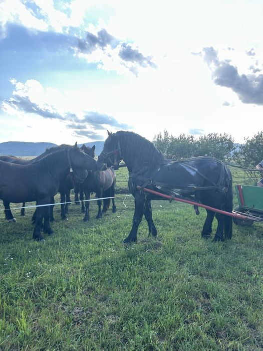 Armasar sange rece unguresc