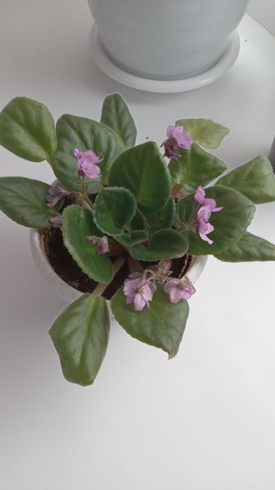 Продам фиалку. .