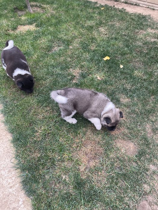 Donez catei akita american