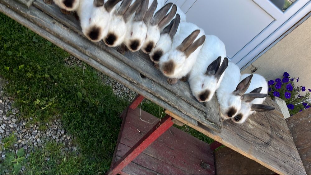 Vand pui californian