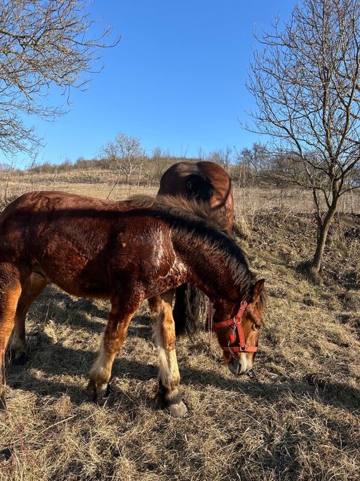 Vand manz de 1 an si 4 luni sau schimb cu variante auto