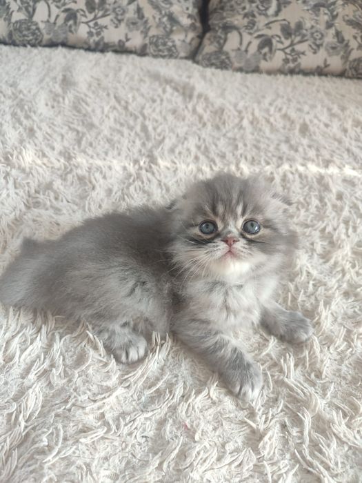 Котята шотландские