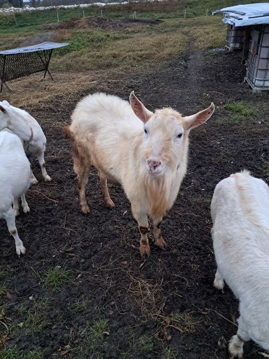 Vând un tap de 2 ani jumate. Sannen