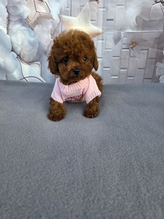 Резервирано!Пудел тийкъп Момиче/Teacup poodle/ с документ за произход