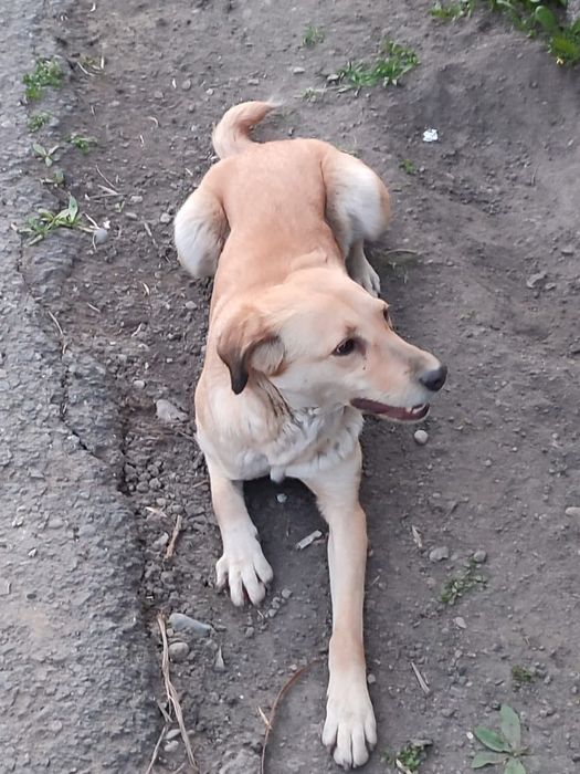 Собака в добрые руки