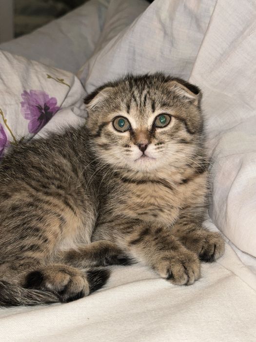 Шотландский вислоухий