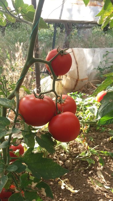 Vând rosii și castraveti